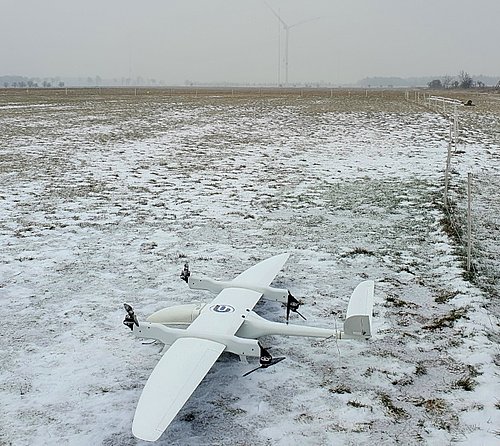 Songbird dans la neige